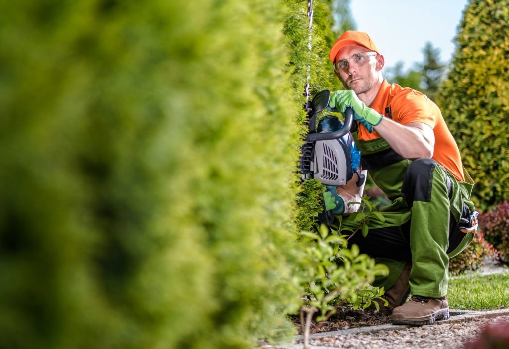 Mastering Hedge Maintenance – Shaping Green Boundaries with Precision